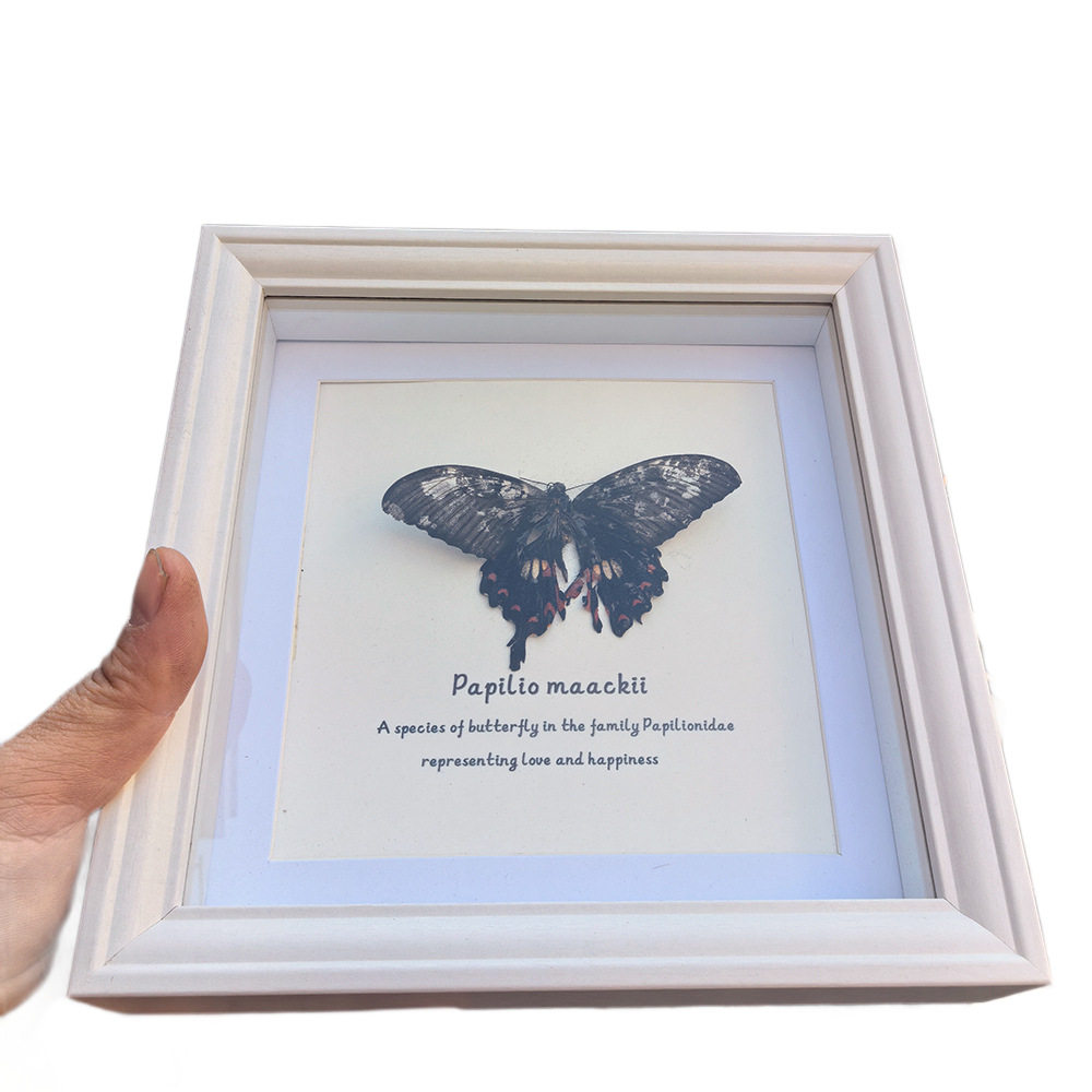 New Real Glass Hollow 2.2 Butterfly Specimen Photo Frame Creative Tabletop Decorative Picture Frame European Simple Style Ornament