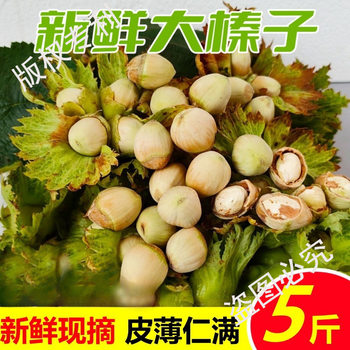 Fresh Northeastern Hazelnuts, Freshly Picked with Skin, Raw Kernels, Large Hazelnuts, 2025 Green Skin Fresh Nuts, Free Pliers