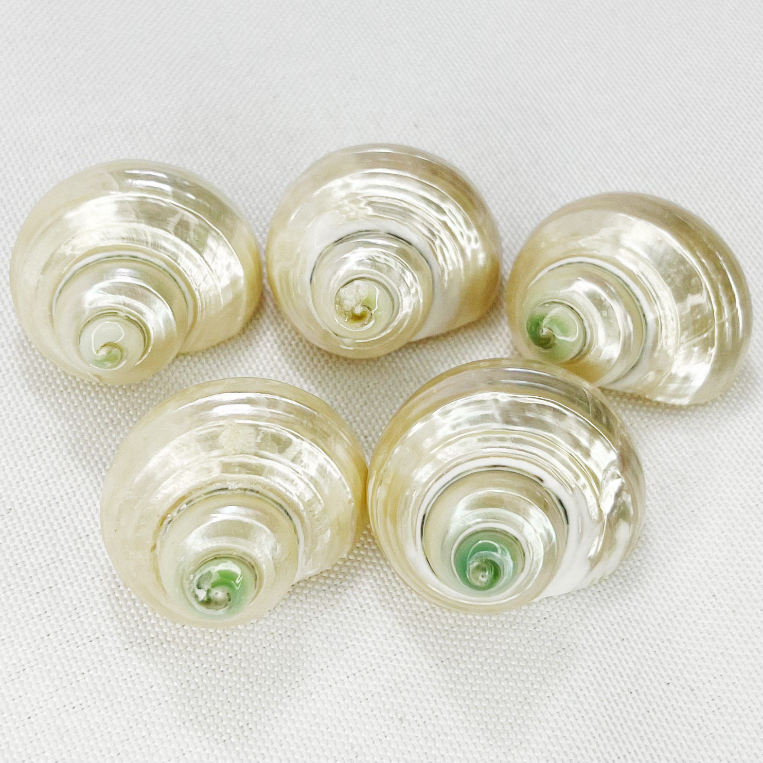 Natural Shell Conch Fluorescent Snail Hermit Crab Replacement Shell Roll Shellfish House Fish Tank Aquarium Decoration