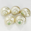 Natural Shell Conch Fluorescent Snail Hermit Crab Replacement Shell Roll Shellfish House Fish Tank Aquarium Decoration