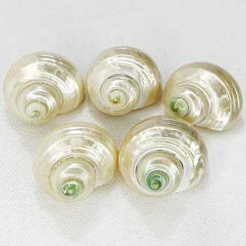 Natural Shell Conch Fluorescent Snail Hermit Crab Replacement Shell Roll Shellfish House Fish Tank Aquarium Decoration