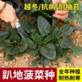 seller product image