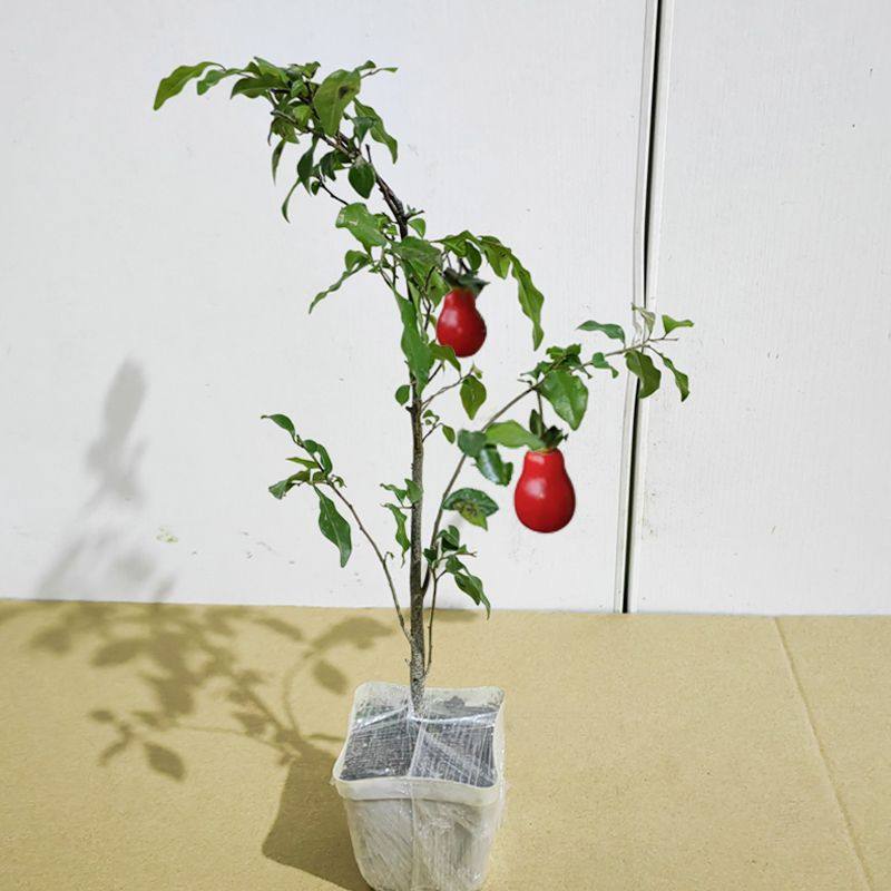 Premium Sichuan Chongqing Golden Apple Seedling Bonsai Grafted Branches Mother Bud Old Stump with Fruit-Shaped Old Crow Persimmon