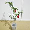 Premium Sichuan Chongqing Golden Apple Seedling Bonsai Grafted Branches Mother Bud Old Stump with Fruit-Shaped Old Crow Persimmon