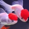 Lucky Red Betta Fish, Live Fish, Cold Water Fish, Freshwater Fish, Easy to Maintain, Live Fish