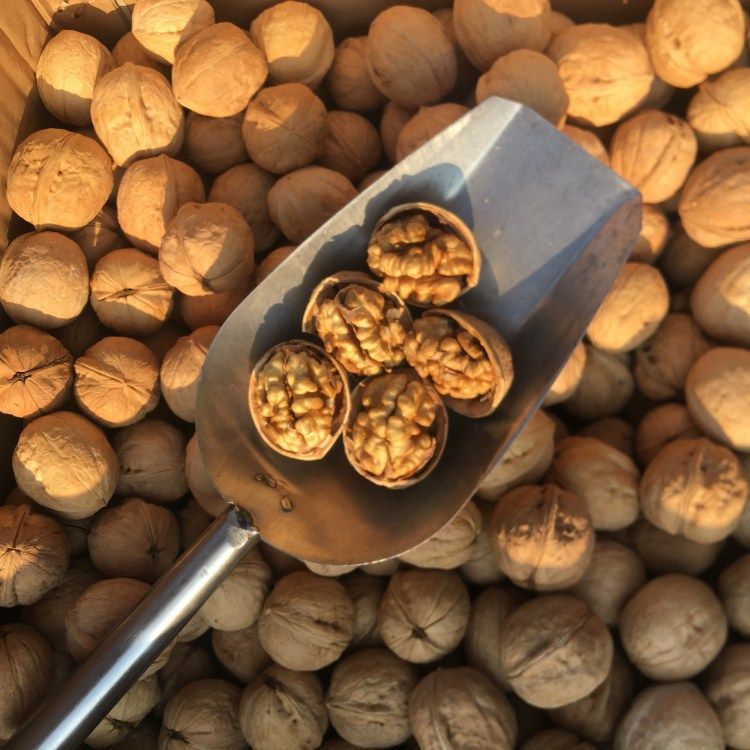 Xinjiang Paper-Skinned Walnuts 185, Thin-Skinned and Thick-Fleshed, Original Flavor, New Raw Walnuts in Bulk, Support Dropshipping of Thin-Skinned Walnuts