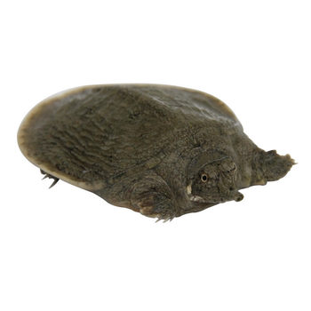 Turtle Fry Outdoor Pond Farming Chinese Softshell Turtle Fry Small Turtle Fry Water Turtle Fry Snapping Turtle Fry Arowana Live Bait Feed Full Package