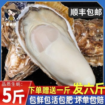 Extra Large Fresh Oysters 2.5kg Commercial Sf Lishan with Box 5 Oysters Seafood Aquatic Products Fresh Whole Box Oysters No