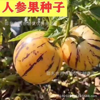 Authentic Ginseng Fruit Seeds, Perennial Fruit Seeds, Four-Season Sowing, Human Fruit Tree Seeds, Garden Potted Seeds