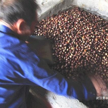 2023 Fresh Castanea henryi raw chestnuts Fujian Jianou alpine oil chestnut sweet chestnut round chestnut cone