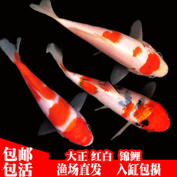 Cold Water Ornamental Fish Japanese Koi Purebred German Koi Easy to Raise and Durable Taisho Three-Color Red and White Small Fish Fry Goldfish