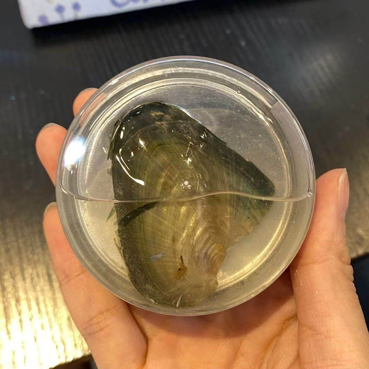 DIY Self-Opening Pearl Clam Pendant Necklace Couple Creative Pearl Necklace Birthday Gift for Girls Niche High-End