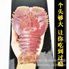 Red Devil Shrimp, Sea Shrimp, Sashimi, Fresh Sweet Shrimp, Catering Fresh Buffet Ingredients, Pipa Shrimp Wholesale