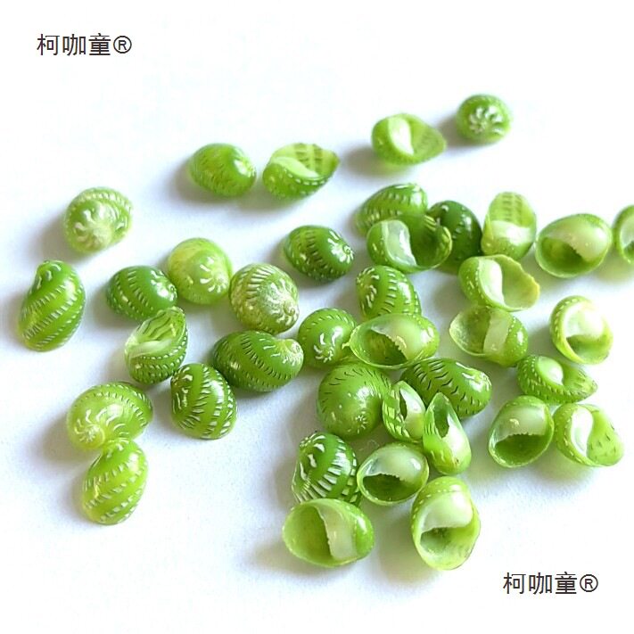 Jade Snail, Bean Snail, Shell Conch, Mini Small Conch 0.4- 0.7cm Specimen Collection