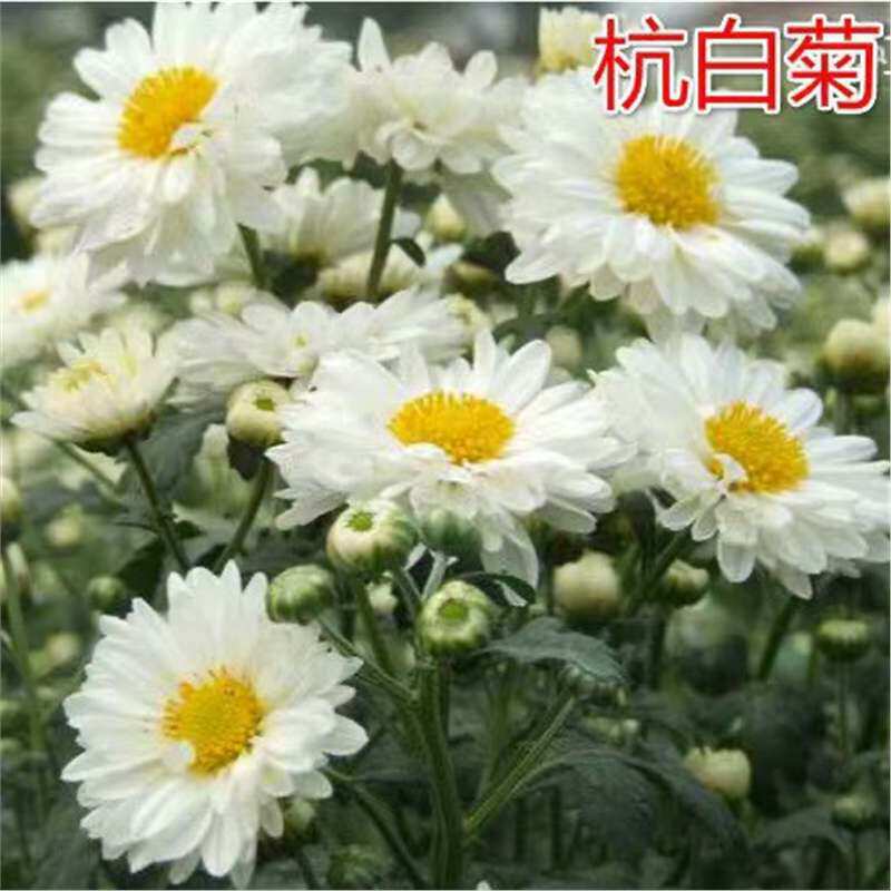 【ส่งออกข้ามพรมแดน】เมล็ดพันธุ์ดอกเบญจมาศที่รับประทานได้ สามารถนำไปทำชาได้ อาทิ ดอกเบญจมาศไหมทองราชวงศ์ ดอกเบญจมาศถวายฮวงซาน และดอกเบญจมาศขาวหางโจว ซึ่งออกดอกได้ตลอดทั้งปี