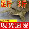 Live Turtle Wholesale, Fresh and Ready-To-Kill Water Fish Dumplings, Fish Price, Edible Size, Spicy Vacuum Brine, Cross-Border Delivery