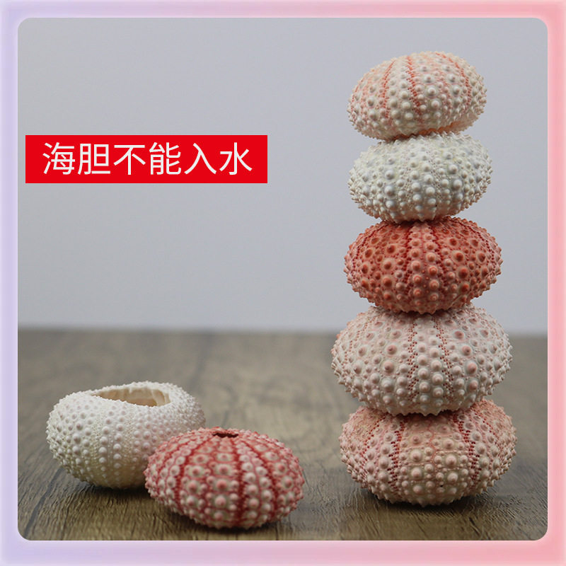 Shell Batch ✅ Specimen Home Crafts Decoration Sea Urchin Flower Pot Sea Urchin Floor Conch Shell Natural Air Pineapple