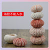 Shell Batch ✅ Specimen Home Crafts Decoration Sea Urchin Flower Pot Sea Urchin Floor Conch Shell Natural Air Pineapple