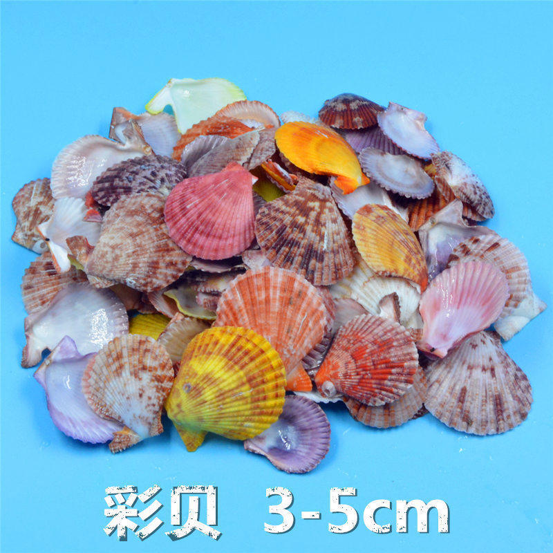 Natural Shell Conch Handmade Kindergarten Ring Creative Toys Fish Tank Landscaping Decoration Materials Free Shipping