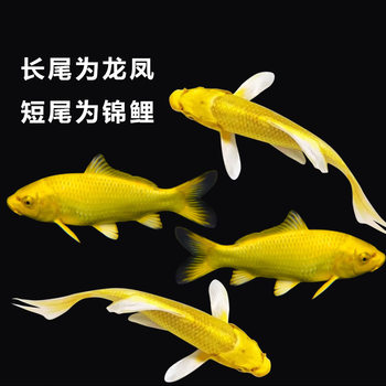 Golden Koi Fish, Dragon and Phoenix Ornamental Fish, Cold Water Fish, Live Fish, Golden Koi Fish, Live Aquarium Freshwater Fish