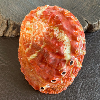 Wholesale Abalone Shells for Decoration, Natural Conch Shells for Aquarium Landscaping, Photography Props, Marine