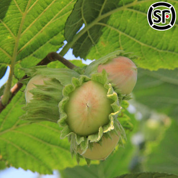 Fresh Wild Hazelnuts with Green Skin, Water Kernels and Green-Skinned Nuts Produced in the Northeast