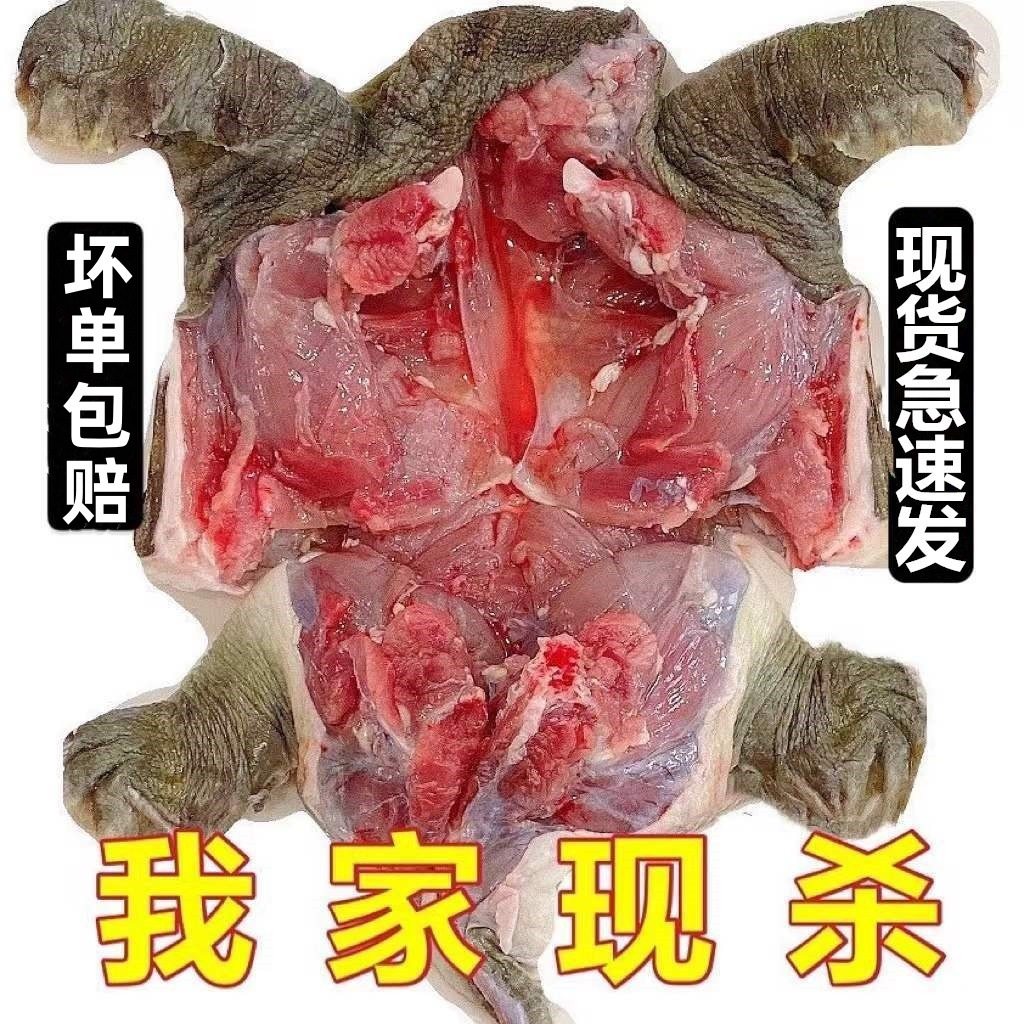 [Compensation for Bad Orders] Freshly Killed Vacuum-Packed Original Ecological Large and Small Turtles, Nourishing and Nutritious Male and Female Chinese Turtles