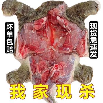 [Compensation for Bad Orders] Freshly Killed Vacuum-Packed Original Ecological Large and Small Turtles, Nourishing and Nutritious Male and Female Chinese Turtles