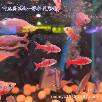 Shanghai Tropical Fish Wholesale Diamond Rainbow Crucian Carp Cold Water Ornamental Fish Gemstone Odessa Barb School Swimming Fish Easy to Raise Novice