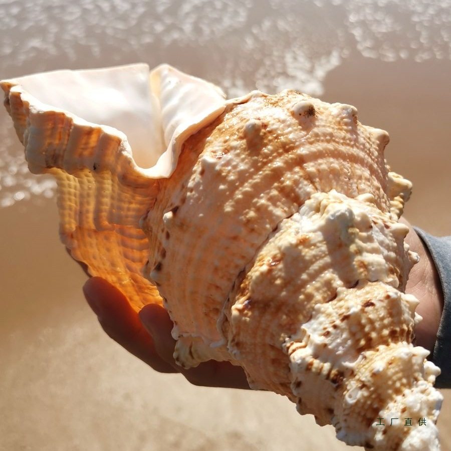 Natural Real Conch Shell Ornaments Crafts Fish Tank Landscaping Conch Extra Large Horn Can Blow Toy Gift