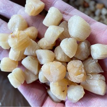 Scallops, Scallops, Scallops, Seafood and Aquatic Products 250g