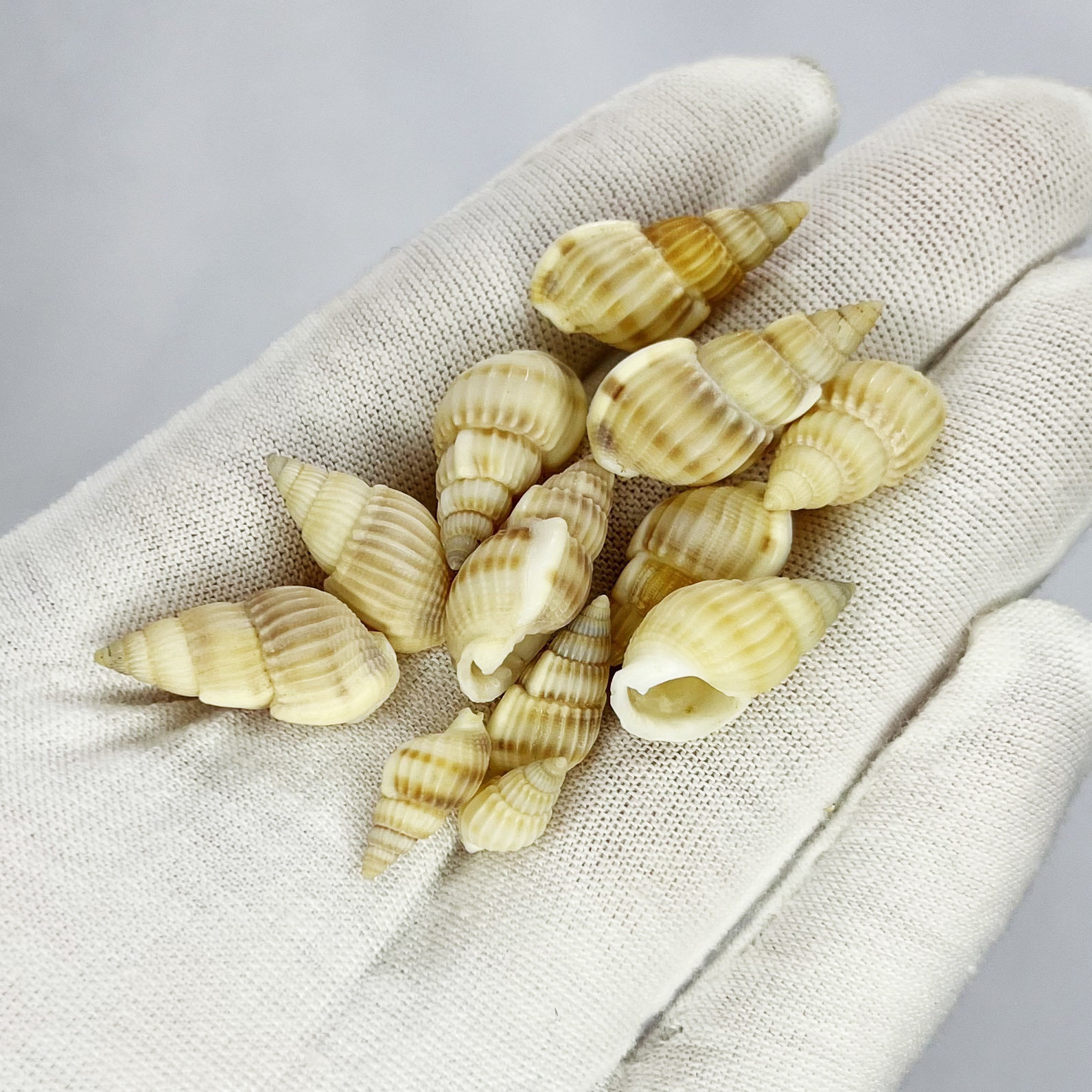 Natural Shells, Conch Shells, Starfish, Fish Tank Landscaping Decoration, DIY Children's Toys, Teaching Materials, Seaweed, Ocean Scenery