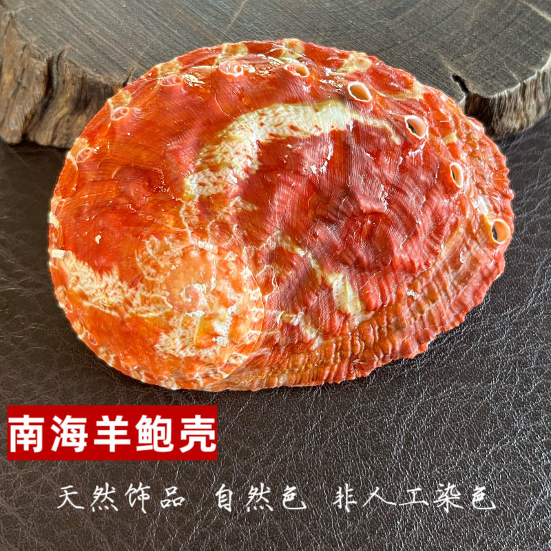 Wholesale Abalone Shells for Decoration, Natural Conch Shells for Aquarium Landscaping, Photography Props, Marine