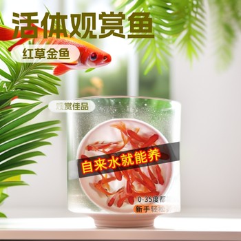 Red Grass Carp Ornamental Fish Wholesale Live Koi Small Goldfish Fry Grass Goldfish