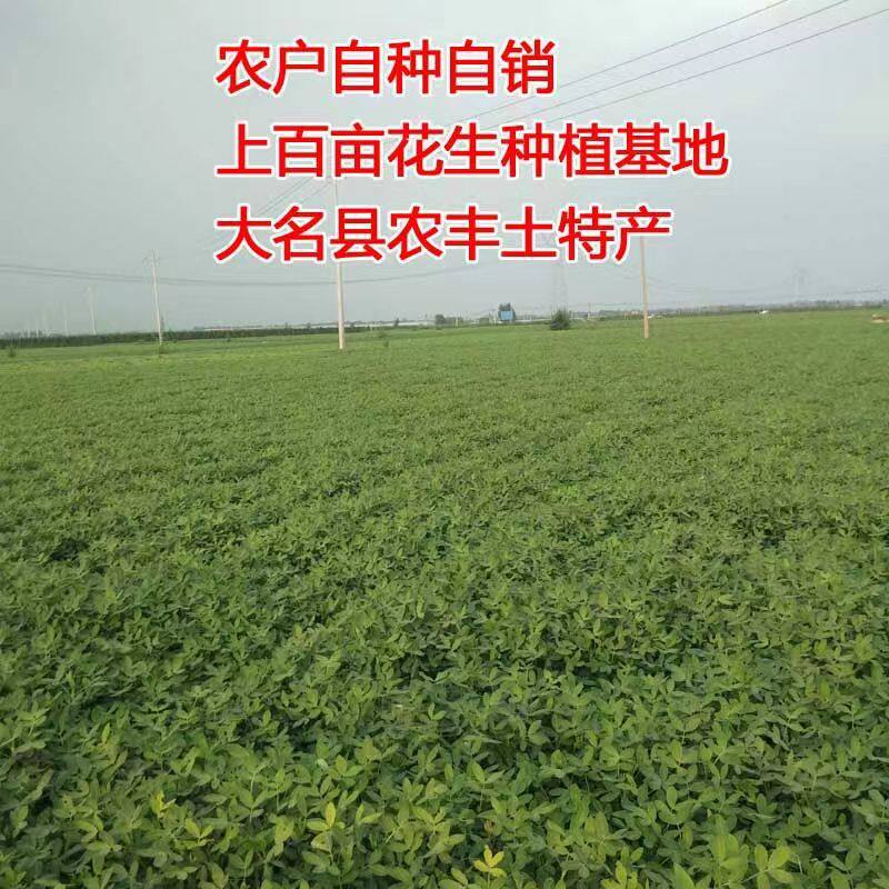 Small Pearl Peanuts 2.5kg Pack Spiced Milk Garlic Flavor Pecan Flavor Tangerine Peel Multi-Flavor Oven-Roasted Peanuts Wholesale