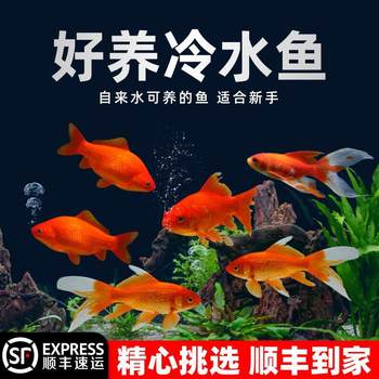 Red Grass Goldfish, Long-Tailed Grass Gold Live Koi Fry, Ornamental Fish, Freshwater Fish, Cold Water Fish, Easy to Raise and Durable Small Goldfish