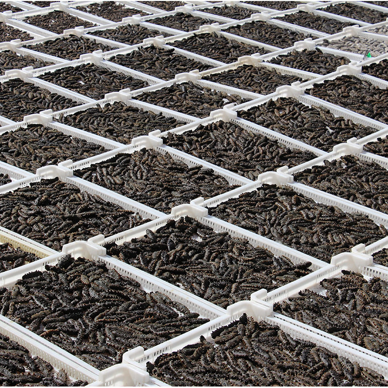 [National Standard Sea Cucumber] Dalian Pure Light Dried Special Grade Sea Cucumber Dried Goods Wholesale Nourishing Liao Cucumber Super Physical Supply