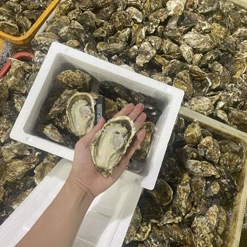 Rushan Oysters Triploid Sashimi Fresh Seafood Aquatic Products Oysters Fresh Oysters 2.5kg Community Small Package Wholesale