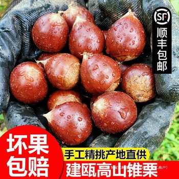 Jianou Castanea henryi fresh raw chestnut Fujian agricultural specialty cone nut oil chestnut 500g