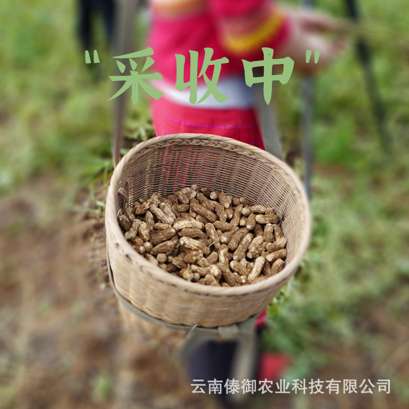 2025 Colorful Wild Peanuts Yunnan Colorful Peanuts Fruit Peanuts Multicolored Peanut Kernels New Stock Wholesale