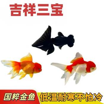 Goldfish Live Fish Winter Cold Water Ornamental Fish Lucky Red Lion Small Fish Easy to Raise Durable Small Freshwater Fish Fry