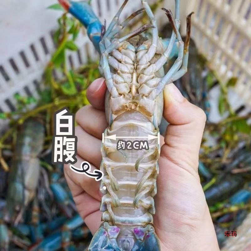 Australian Crayfish Fresh Blue Dragon Freshwater Cultured 0.05kg or More Large Live Lobsters 2.5kg Pack Sf Free Shipping