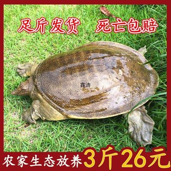 Wholesale Fresh Small Turtles, Fresh and Cheap Fish Fry, Wild-Raised Turtles, Chinese Soft-Shell Turtles for Gatherings