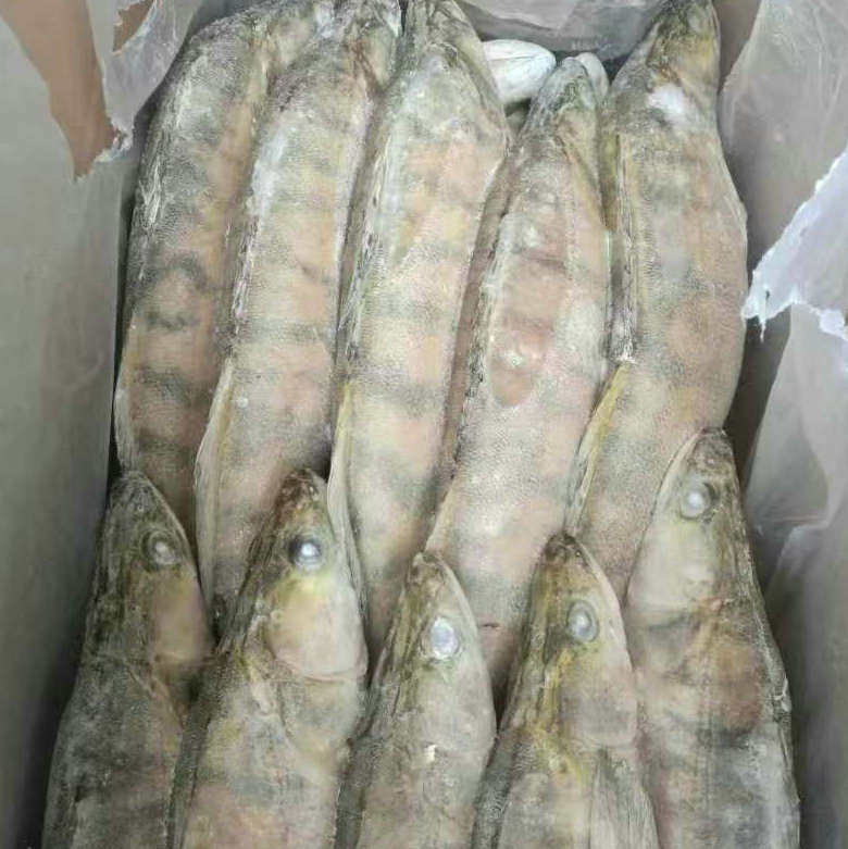 Fresh Sea Bass, Fresh Seafood, Seafood, Snow Dragon Fish, Sea Bass, Semi-Finished Products, No Processing, Commercial Use