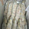 Fresh Sea Bass, Fresh Seafood, Seafood, Snow Dragon Fish, Sea Bass, Semi-Finished Products, No Processing, Commercial Use
