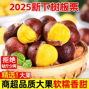 2025 New Chestnuts Fresh Sweet Soft Glutinous Large Dandong Chestnuts Wild Hairy Chestnuts Wholesale Free Shipping Warehouse