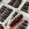 [Factory Subsidy] Semi-Dry Sea Cucumber Dalian Jar Salt Sea Cucumber 25 Heads/Kg Factory Direct Supply Dropshipping