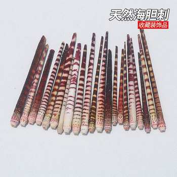 Sea Urchin Shell Conch Fish Tank Landscaping Collection Decoration Creative Handmade DIY Material Photo Props