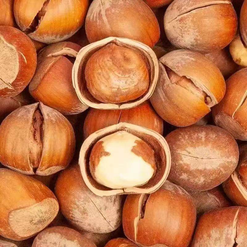 Hazelnuts, a Specialty of Northeast China, Fresh Wild Roasted Hazelnuts with Open Shells, Original Flavor, No Additives, Nut Snacks, Roasted Dried Fruits