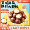 Milk-Flavored Thin-Skinned Macadamia Nuts in Bags 500g Hand-Peeled Walnut Cream-Flavored Large Nuts Macadamia Nuts